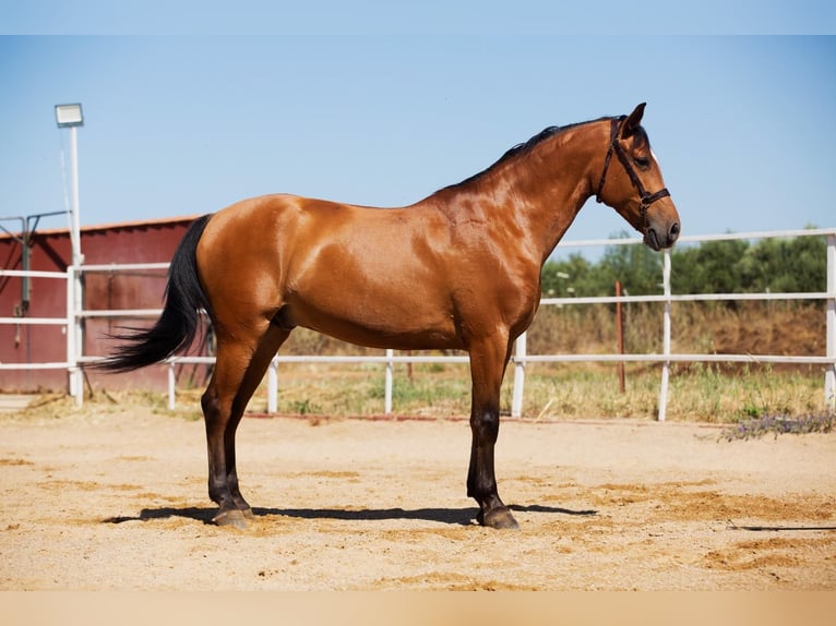 Hispano Araber Hengst 8 Jahre 164 cm Fuchs in Badajoz