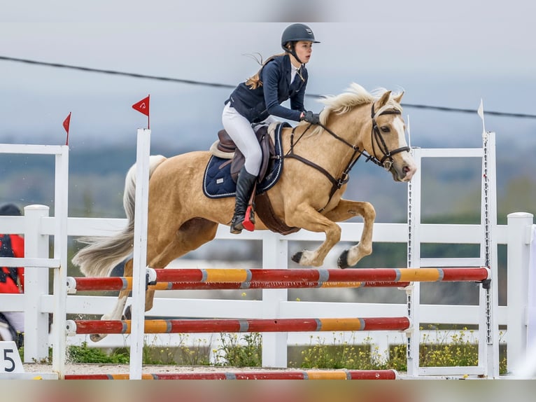 Hispano Araber Mix Hengst 9 Jahre 156 cm Palomino in Madrid