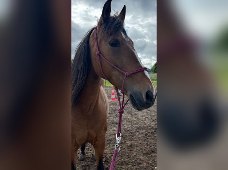 Hispano Araber Stute 10 Jahre 153 cm Brauner in Efringen-Kirchen