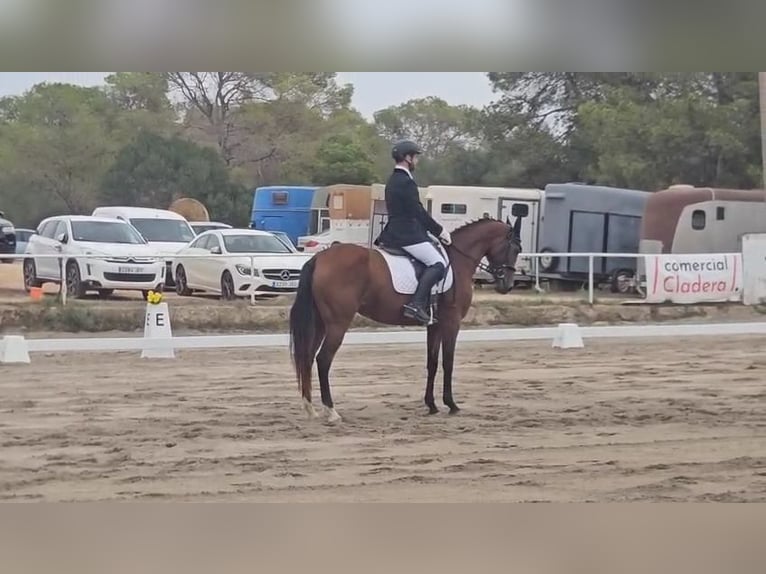 Hispano Araber Stute 10 Jahre 163 cm Brauner in Montuiriri