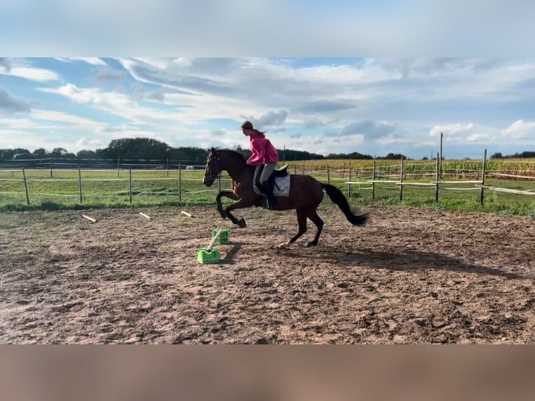 Hispano Araber Stute 11 Jahre 153 cm Brauner in Efringen-Kirchen