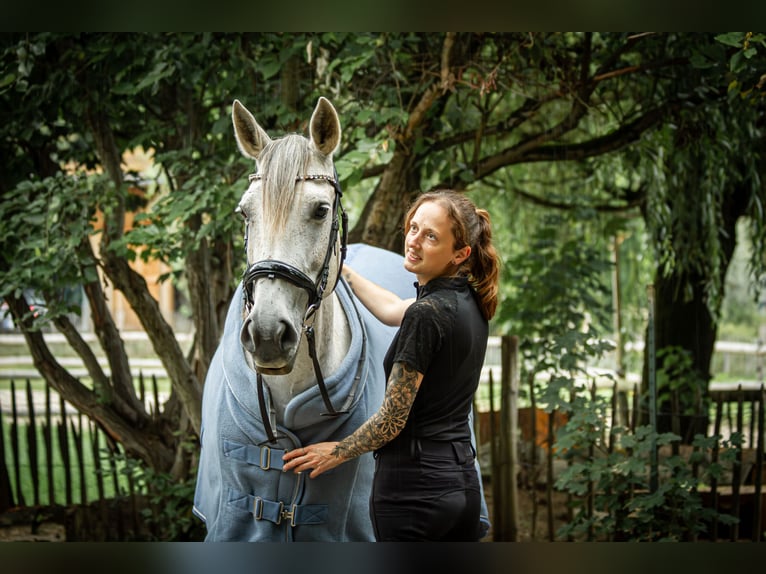 Hispano Araber Stute 11 Jahre 157 cm Schimmel in Anzing