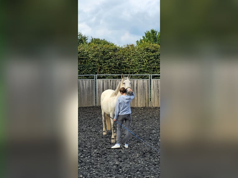 Hispano Araber Stute 11 Jahre 157 cm Schimmel in Anzing