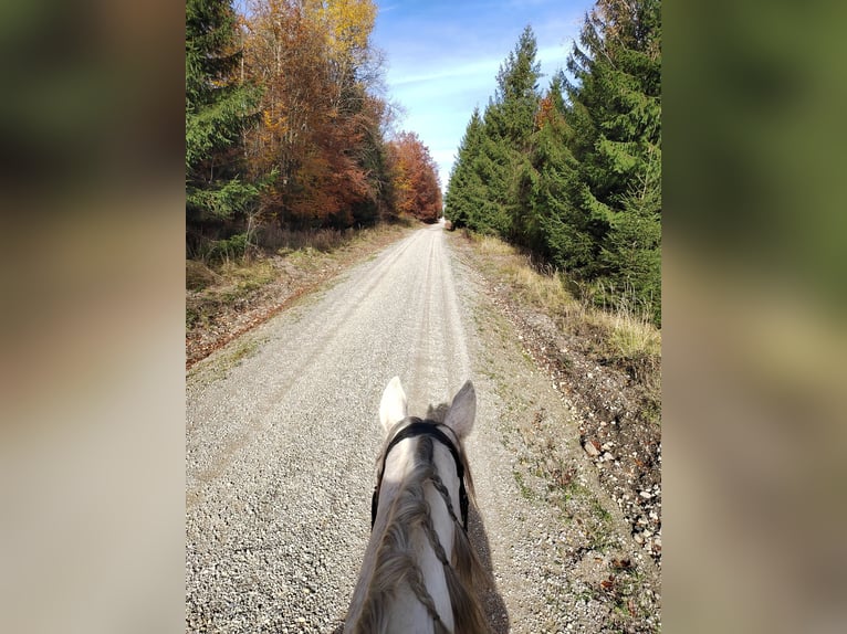 Hispano Araber Stute 11 Jahre 157 cm Schimmel in Anzing