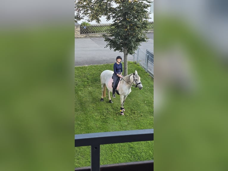 Hispano Araber Stute 11 Jahre 157 cm Schimmel in Anzing