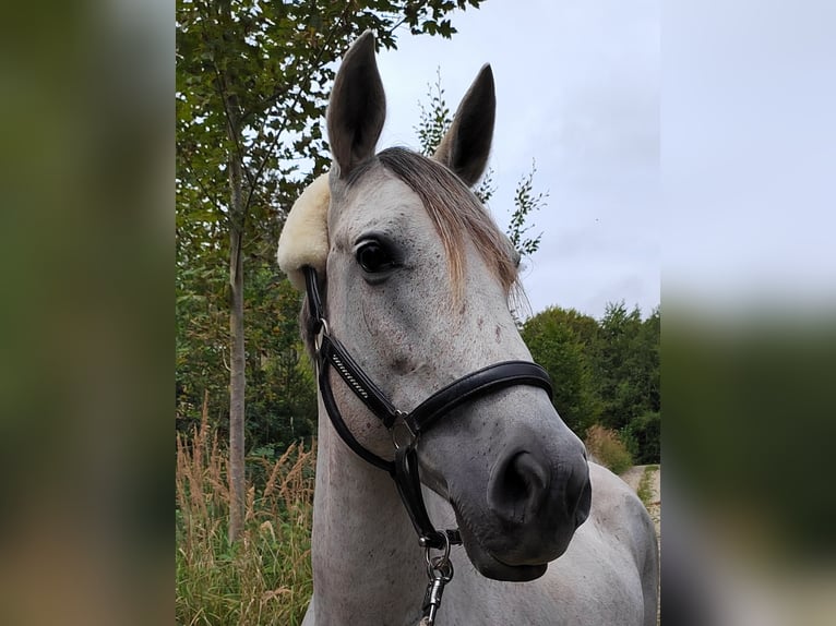 Hispano Araber Stute 11 Jahre 157 cm Schimmel in Anzing