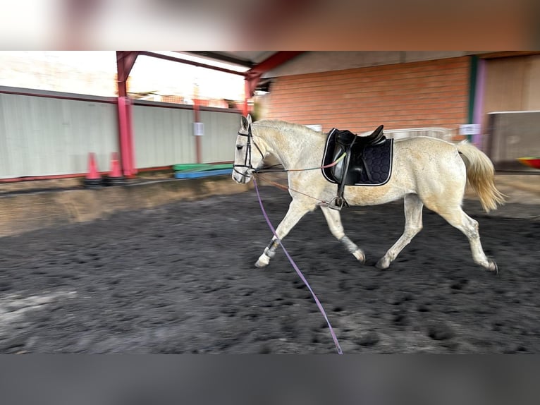 Hispano Araber Stute 15 Jahre 163 cm Schimmel in Zaragoza