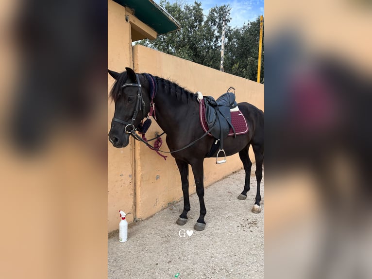 Hispano Araber Mix Stute 15 Jahre Rappe in Castellar del Valles Hispano Araber Mix Stute 15 Jahre Rappe in Castellar del Valles