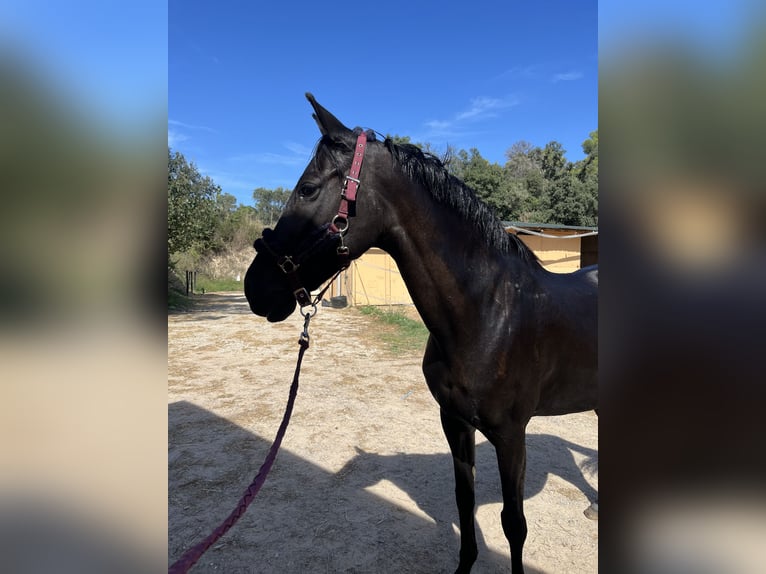 Hispano Araber Mix Stute 15 Jahre Rappe in Castellar del Valles Hispano Araber Mix Stute 15 Jahre Rappe in Castellar del Valles