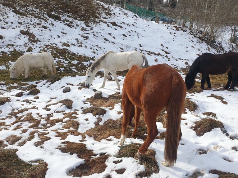 Hispano Araber Stute 19 Jahre 154 cm Schimmel in Kleines Wiesental