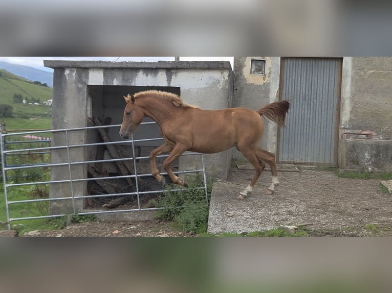 Hispano Araber Stute 1 Jahr Fuchs in Salto Del Oso