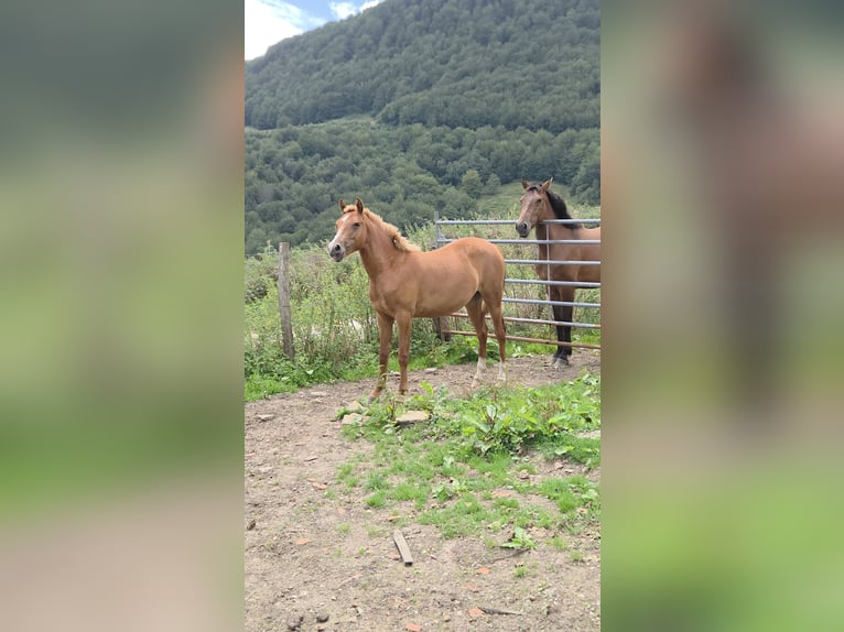 Hispano Araber Stute 1 Jahr Fuchs in Salto Del Oso
