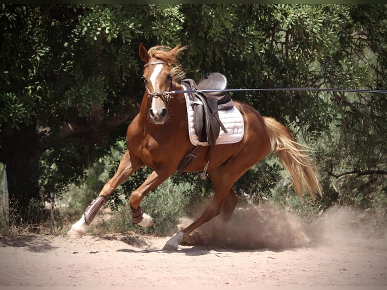 Hispano Araber Stute 3 Jahre 159 cm Fuchs in Valencia