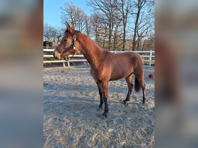 Hispano Araber Stute 3 Jahre 160 cm Brauner in Menden