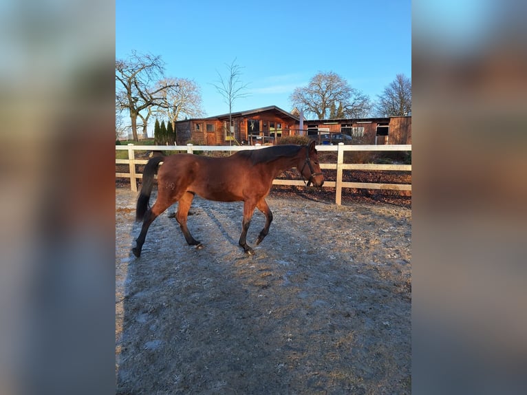 Hispano Araber Stute 3 Jahre 160 cm Brauner in Menden