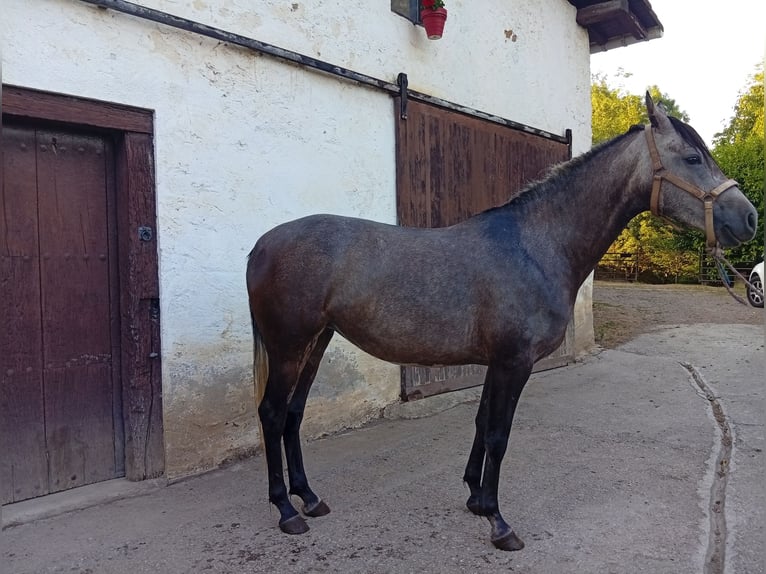 Hispano Araber Stute 3 Jahre 164 cm Schimmel in Ormaiztegi