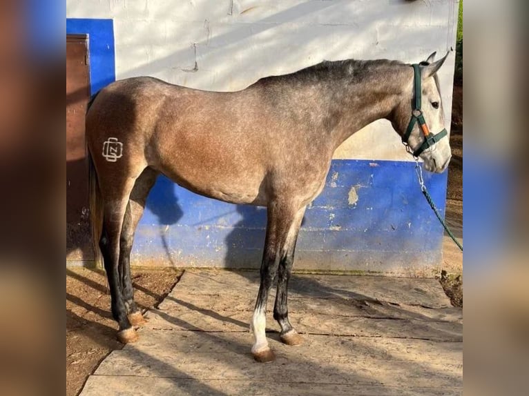 Hispano Araber Stute 3 Jahre 168 cm Schimmel in Sabadell Hispano Araber Stute 3 Jahre 168 cm Schimmel in Sabadell