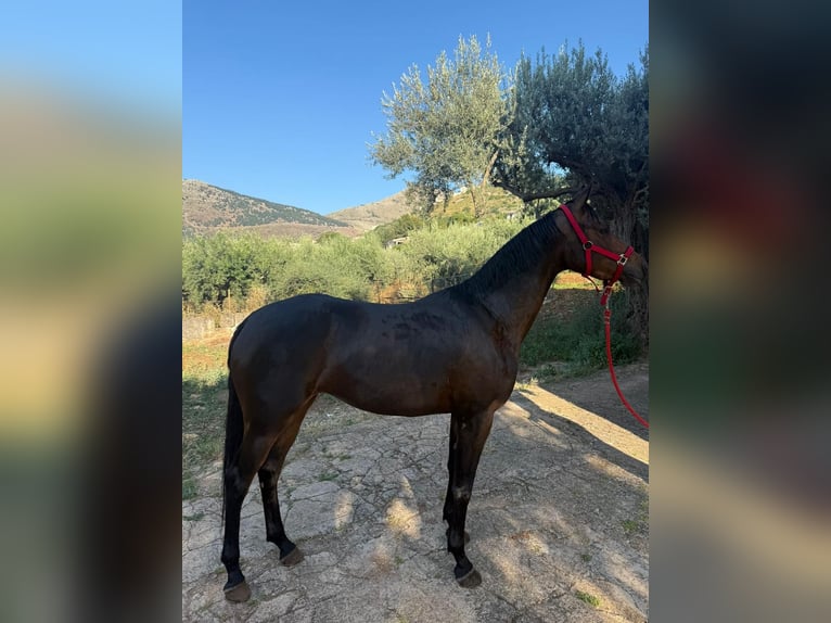 Hispano Araber Stute 4 Jahre 167 cm Dunkelbrauner in Capri Leone