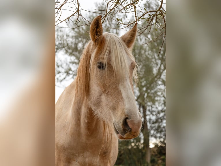 Hispano Araber Stute 5 Jahre 152 cm Palomino in Felanitx