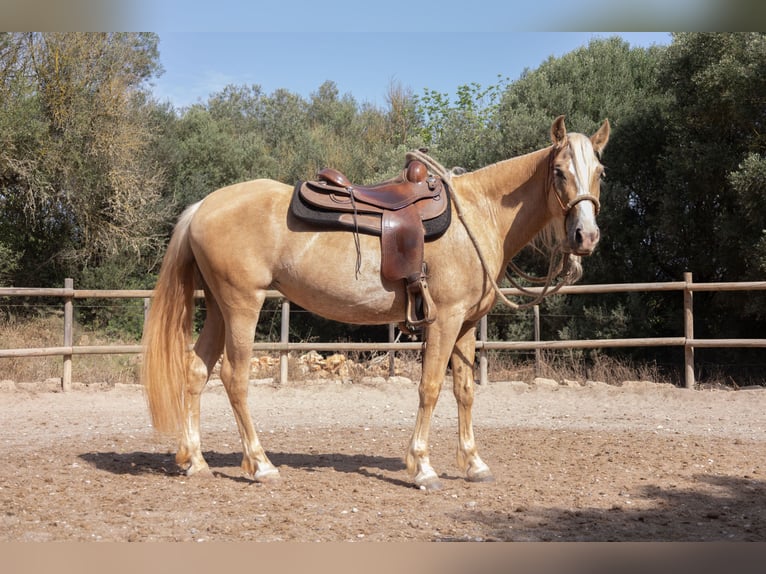 Hispano Araber Stute 5 Jahre 152 cm Palomino in Felanitx