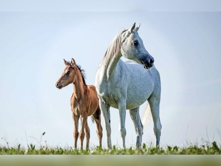 Hispano Araber Stute 5 Jahre 155 cm Brauner in Riedering