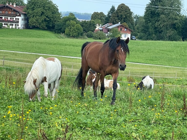 Hispano Araber Stute 5 Jahre 155 cm Brauner in Riedering