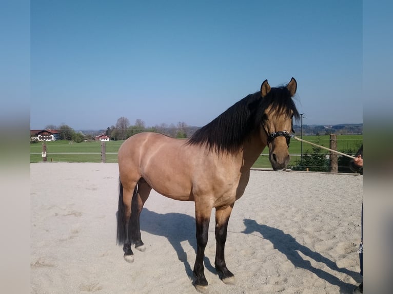 Hispano Araber Stute 5 Jahre 155 cm Brauner in Riedering