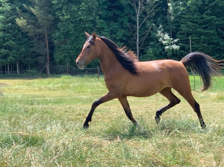 Hispano Araber Stute 5 Jahre 155 cm Brauner in Riedering