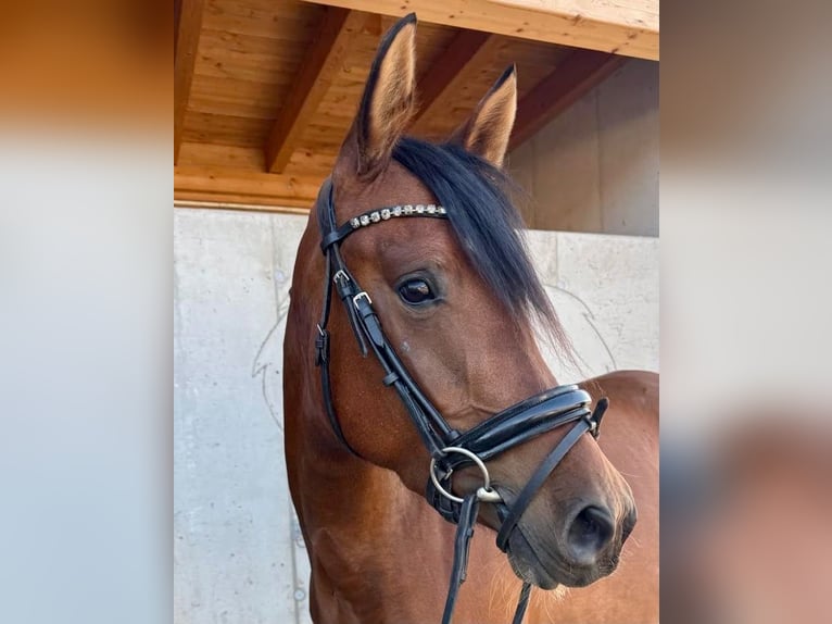 Hispano Araber Stute 5 Jahre 155 cm Brauner in Riedering