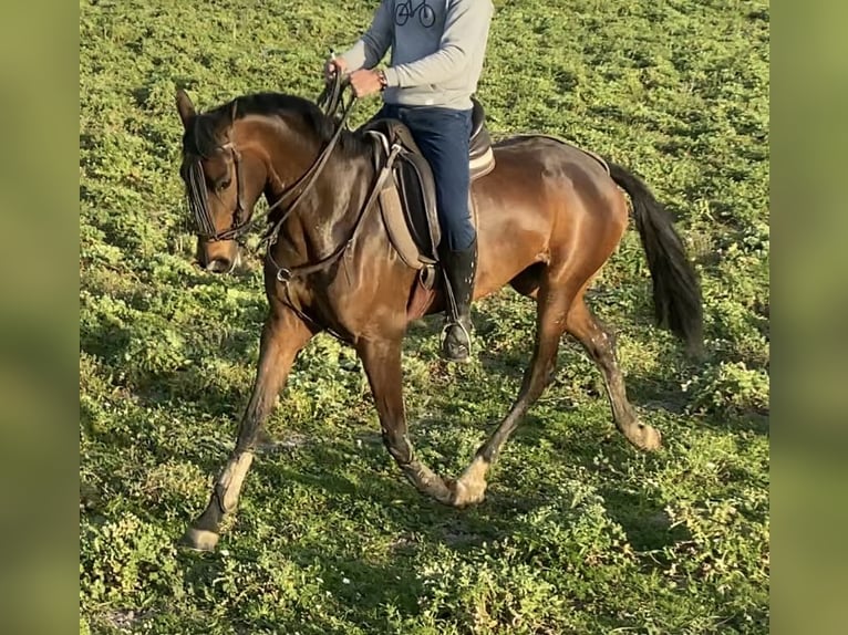 Hispano Araber Stute 5 Jahre 164 cm Brauner in Paterna De Rivera