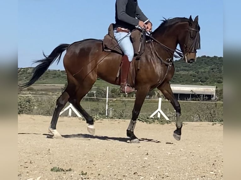 Hispano Araber Stute 5 Jahre 164 cm Brauner in Paterna De Rivera