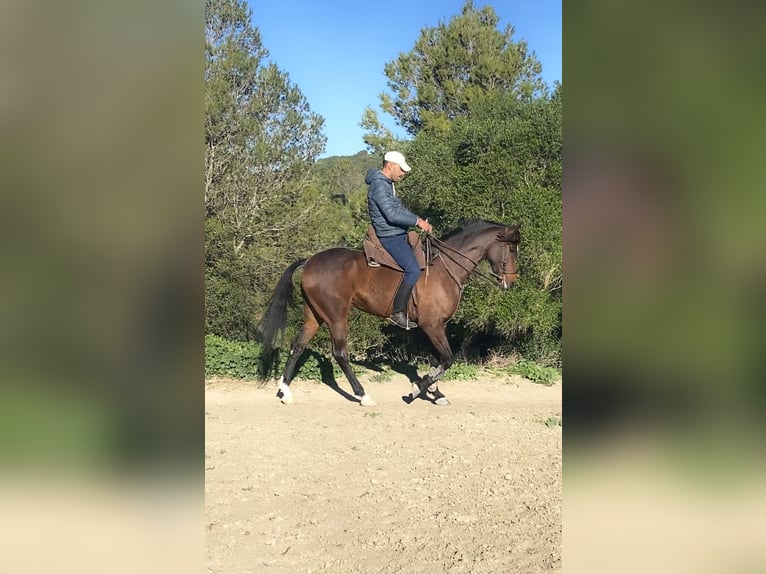 Hispano Araber Stute 5 Jahre 164 cm Brauner in Paterna De Rivera