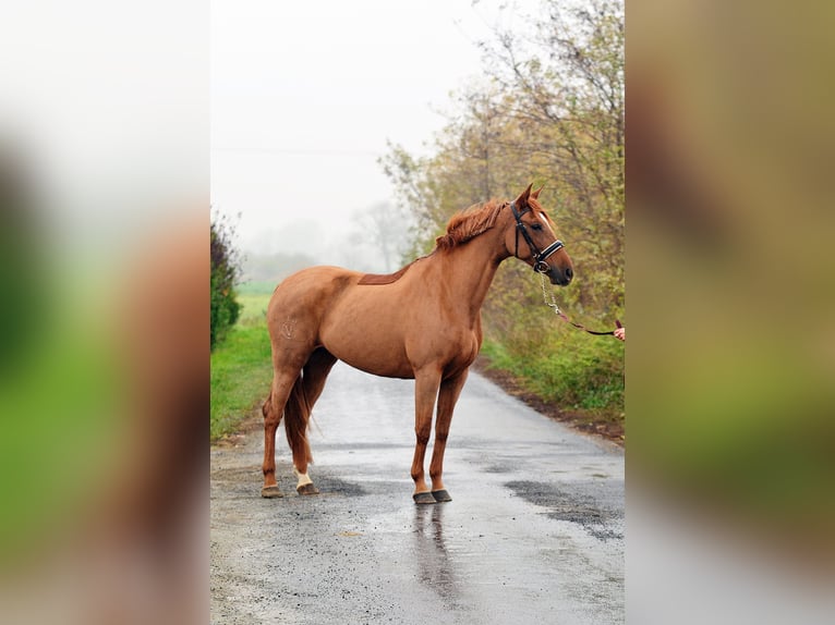 Hispano Araber Stute 6 Jahre 165 cm Fuchs in Radziejów