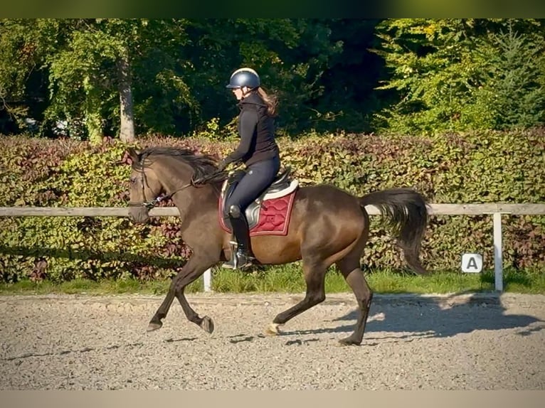 Hispano Araber Mix Stute 6 Jahre Buckskin in Neustadt (Wied)