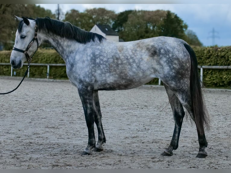 Hispano Araber Stute 7 Jahre 153 cm Schimmel in Neustadt (Wied)