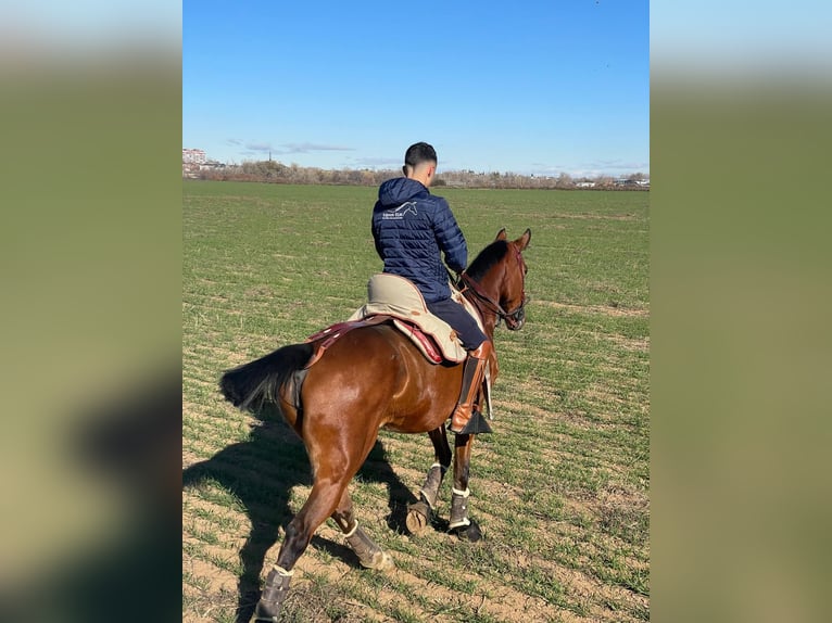 Hispano Araber Stute 7 Jahre 160 cm Brauner in Mejorada Del Campo