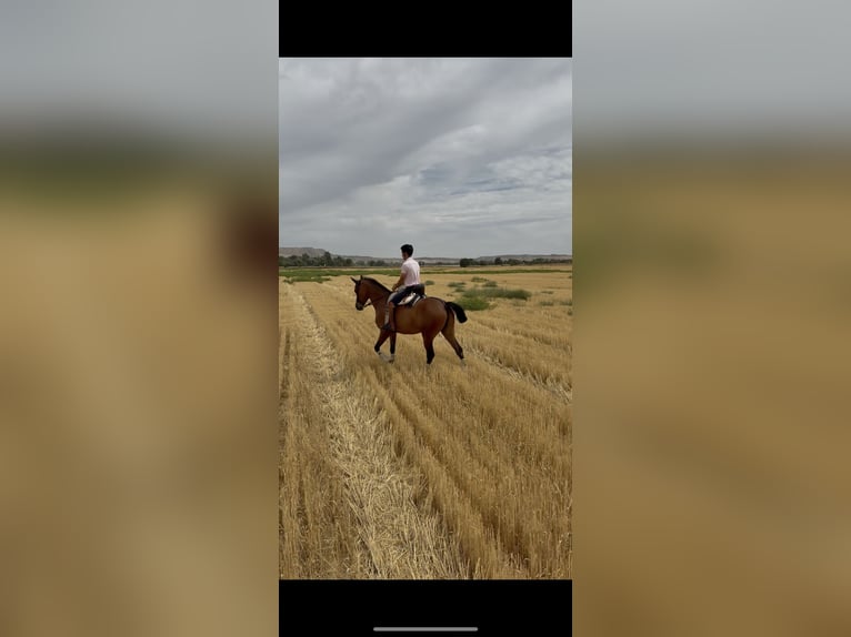 Hispano Araber Stute 7 Jahre 160 cm Brauner in Mejorada Del Campo