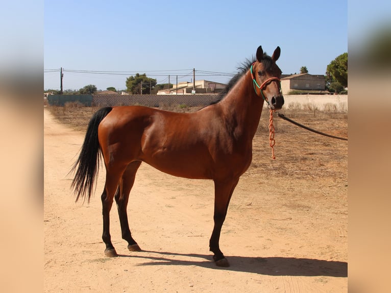 Hispano Araber Stute 8 Jahre 153 cm Brauner in Offenburg
