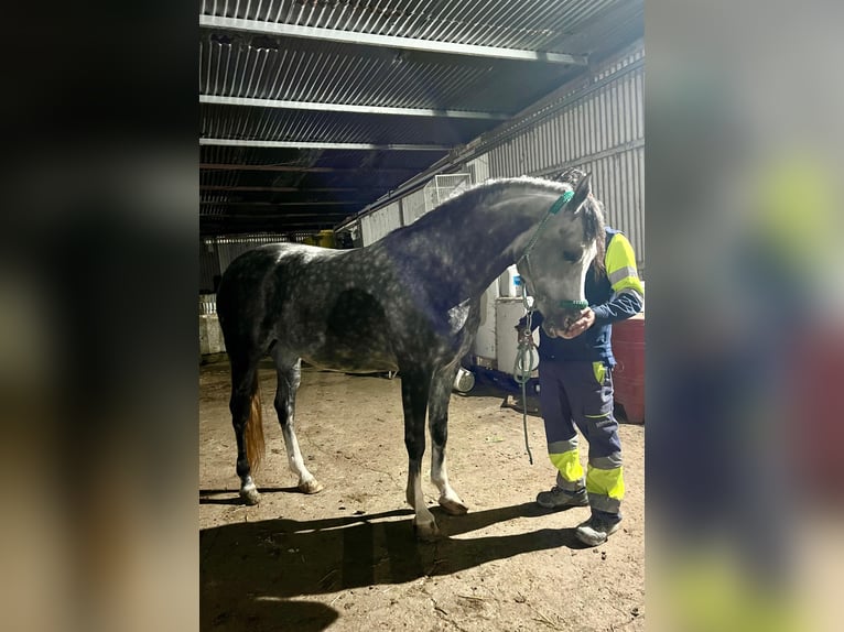 Hispano Araber Stute 8 Jahre 154 cm Apfelschimmel in Lebrija