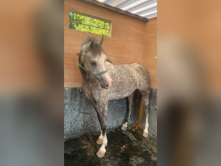 Hispano Araber Stute 8 Jahre 154 cm Apfelschimmel in Lebrija