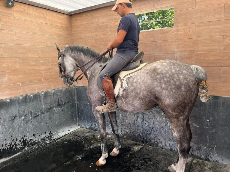Hispano Araber Stute 8 Jahre 154 cm Apfelschimmel in Lebrija