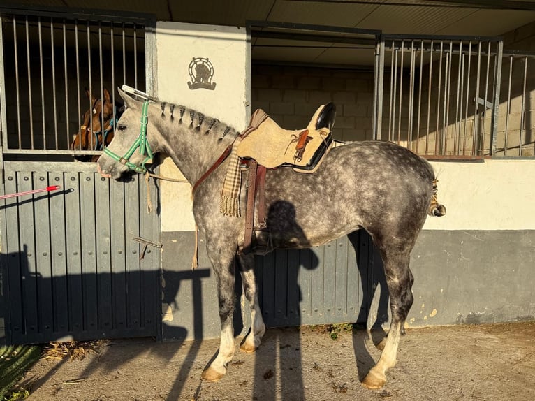 Hispano Araber Stute 8 Jahre 154 cm Apfelschimmel in Lebrija
