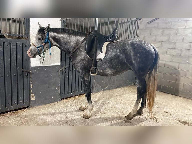 Hispano Araber Stute 8 Jahre 154 cm Apfelschimmel in Lebrija