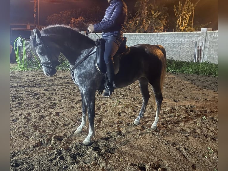 Hispano Araber Stute 8 Jahre 154 cm Apfelschimmel in Lebrija