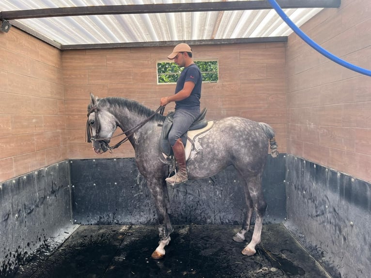 Hispano Araber Stute 8 Jahre 154 cm Apfelschimmel in Lebrija