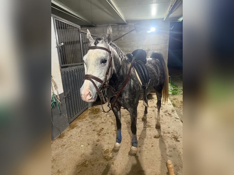 Hispano Araber Stute 8 Jahre 154 cm Apfelschimmel in Lebrija