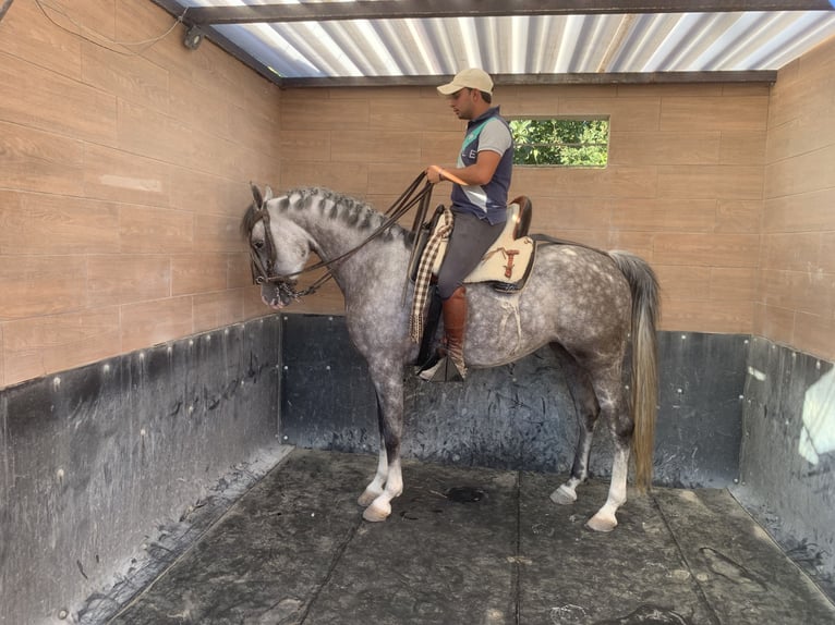 Hispano Araber Stute 8 Jahre 154 cm Apfelschimmel in Lebrija