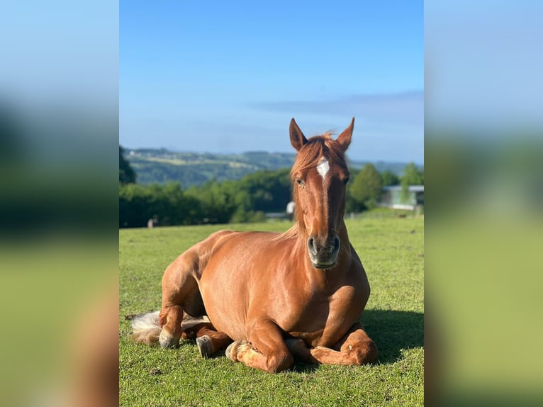 Hispano Araber Stute 8 Jahre 157 cm Fuchs in Lindlar