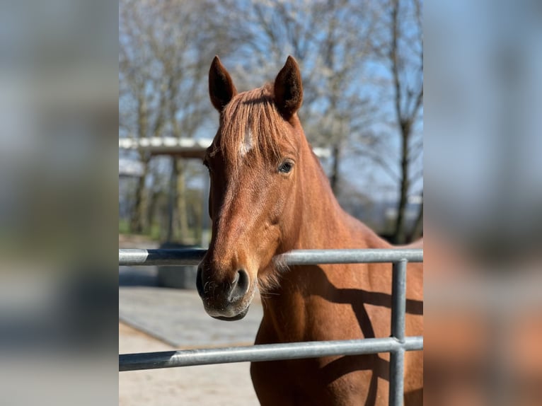 Hispano Araber Stute 8 Jahre 157 cm Fuchs in Lindlar