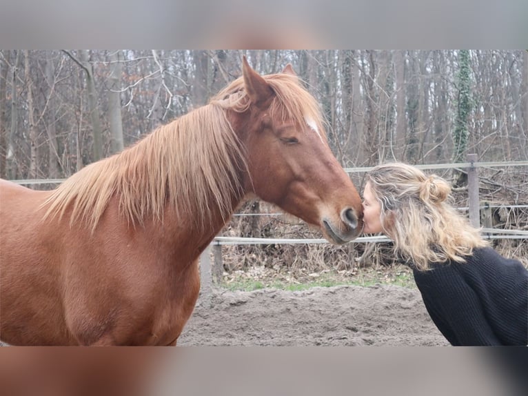 Hispano Araber Stute 8 Jahre 159 cm Fuchs in Hürth